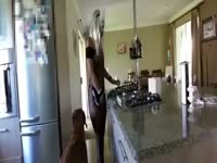 Homemade dog sex at the kitchen
